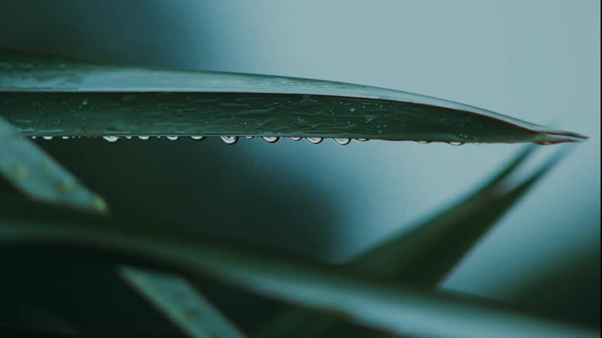 Napalona macocha z ogromnymi dużymi naturalnymi cyckami palcami jej mokrej cipki, aby zaspokoić jej potrzeby